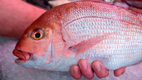 Mollymook Beach Waterfront - QLD Tourism 1