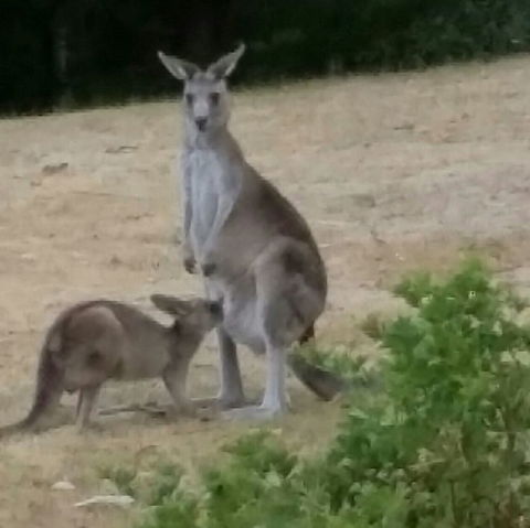Kookas Cottage - Queensland Tourism 1