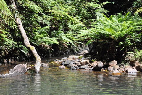 The Jungle Stays - QLD Tourism 2