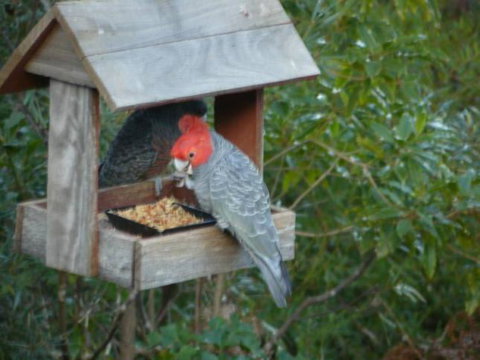 Canyon Cottage - QLD Tourism 4