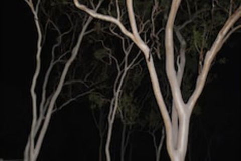 Sunbird Motel - QLD Tourism 4