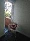 Abbeville Apartments - Queensland Tourism 5