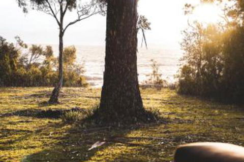 Seagrass On Sunset Bay - Queensland Tourism 1