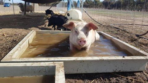 A Better Life Animal Sanctuary FarmStay Private Two Bedrooms Lounge Room & Bathroom & Toilet Shared Kitchen - QLD Tourism 2