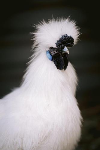 A Better Life Animal Sanctuary FarmStay Private Two Bedrooms Lounge Room & Bathroom & Toilet Shared Kitchen - QLD Tourism 6