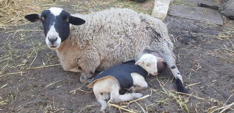 A Better Life Animal Sanctuary FarmStay Private Two Bedrooms Lounge Room & Bathroom & Toilet Shared Kitchen - QLD Tourism 1