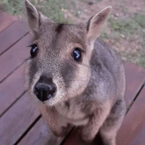 Camp Kanga - QLD Tourism 6