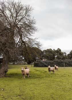 Davidsons Cottage - Queensland Tourism 1