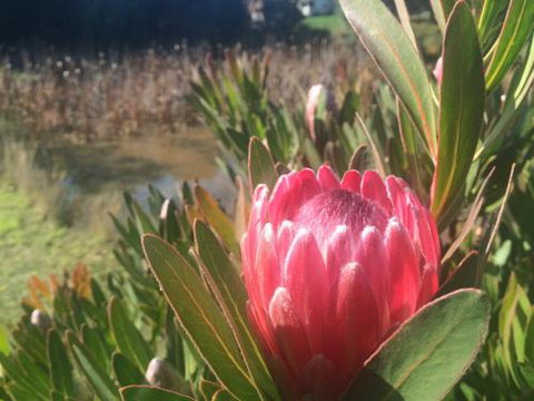 Creswick Cabin Retreat - QLD Tourism 0