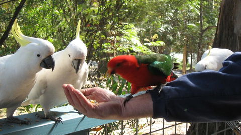 Lorne Bush House Cottages & Eco Retreats - QLD Tourism 0