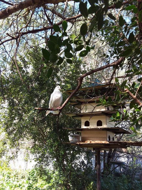 The Dove Cote - Queensland Tourism 5