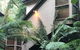 Linden Gardens Rainforest Retreat - thumb 2