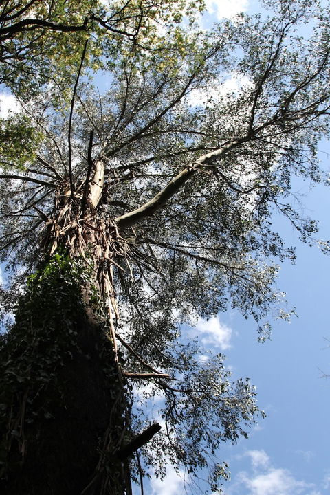 Gatehouse Cottage At Merrow Cottages - Mt Dandenong - QLD Tourism 4