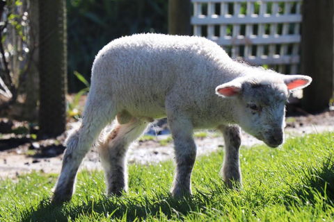 Johanna River Farm & Cottages - QLD Tourism 2
