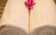 Margate Cottage Boutique Bed & Breakfast - thumb 4