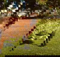 Enderslie House Bed  Breakfast - QLD Tourism