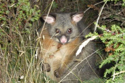 Forest Walks Lodge - QLD Tourism 6