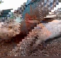 Batchelor Butterfly Farm - Queensland Tourism