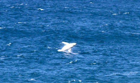 Sea Whispers - QLD Tourism 3