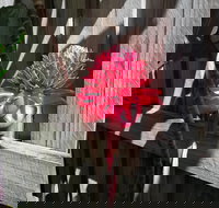 Latania Luxury Villas - QLD Tourism