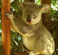 Noosa Backpackers Resort Hostel - QLD Tourism