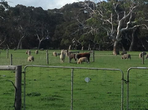 Breakaway Farmstay - Queensland Tourism 1