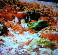 Alfio's Pizzeria - Queensland Tourism