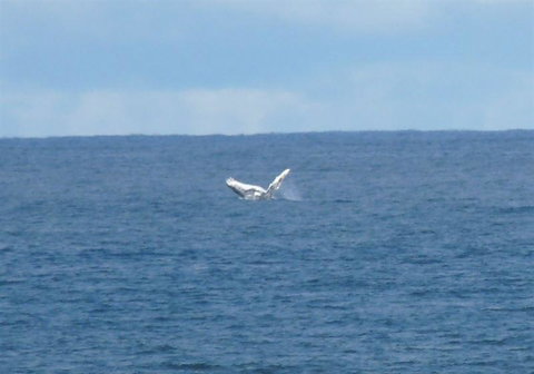 Lighthouse Beach Cafe - Queensland Tourism 24