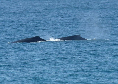 Lighthouse Beach Cafe - Queensland Tourism 25