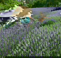 Lavandula Swiss Italian Farm - Queensland Tourism