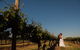 Monichino Wines - thumb 1