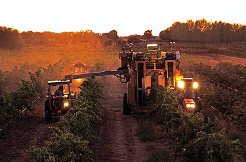 Monichino Wines - Queensland Tourism 2