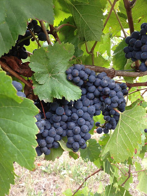 Marcus Hill Vineyard - Queensland Tourism 0