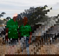 Milawa Organic Beef - Queensland Tourism