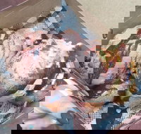 Tommy Sugo - Queensland Tourism