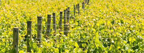 Curlewis Winery - QLD Tourism 2