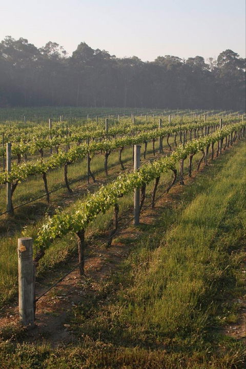 Cape Grace Wines - Queensland Tourism 0