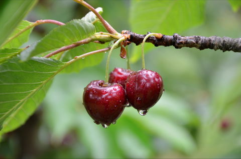 Red Hill Cherry Farm - Queensland Tourism 0