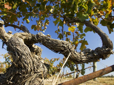 Jones Winery & Vineyard - Queensland Tourism 2