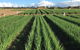 Hawkes Farm - thumb 0