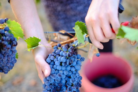 Red Feet Wines - Queensland Tourism 1