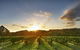 Singlefile Wines - thumb 1