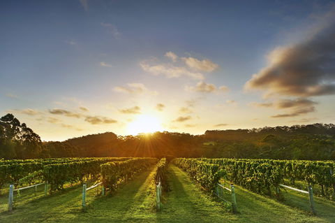 Singlefile Wines - Queensland Tourism 1