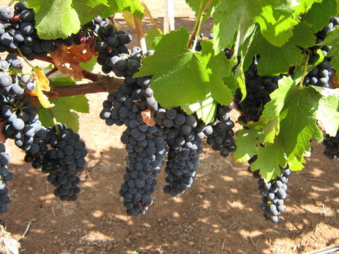 Waybourne Winery - Queensland Tourism 0