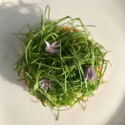 Drink Ottelia + Eat Fodder - Queensland Tourism 1