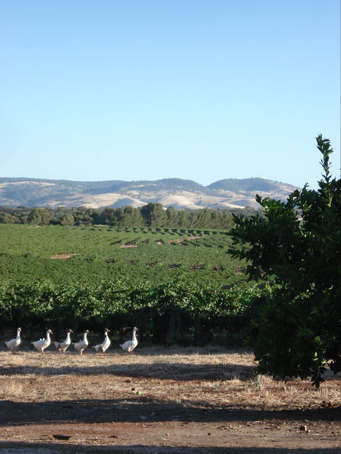 Heritage Wines - QLD Tourism 1