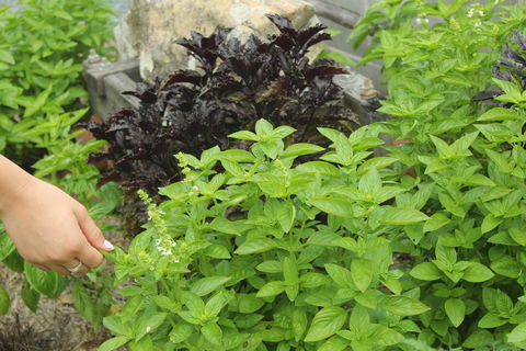 Hillview Herb Farm - QLD Tourism 1