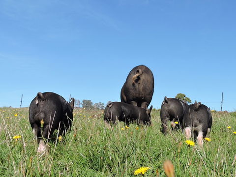 Fork It Farm - QLD Tourism 1