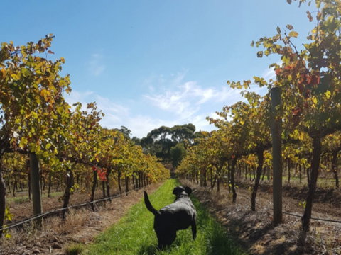 Ruddenklau Wines - QLD Tourism 0