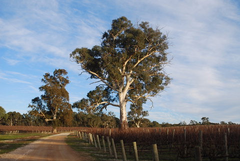 Elysian Springs - QLD Tourism 1